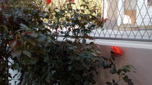 Fotografie z fotogalerie ubytování Apartment Sunce v destinaci Podstrana