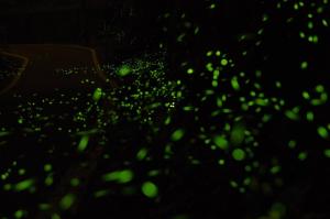 un primer plano de las luces verdes en la oscuridad en Old Farmer Homestay, en Zhudong