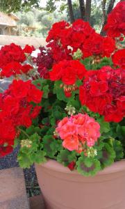 Foto dalla galleria di B&B La Piaggia a Montemerano