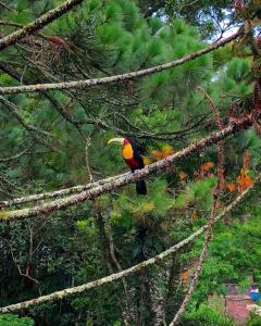 a colorful bird sitting on a tree branch at Casa Fazenda Inglesa Petrópolis RJ in Petrópolis