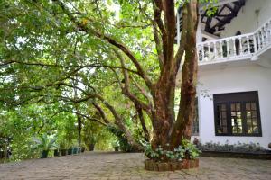 Κήπος έξω από το Hotel Breeta's Garden