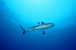 uno squalo che nuota nell'oceano di Bell Channel Inn Hotel a Freeport