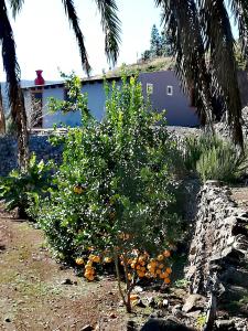 a tree with oranges on it in front of a building at Casa La Montaña in El Cedro