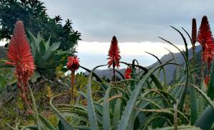 a field of flowers with mountains in the background at Casa La Montaña in El Cedro +5 photos