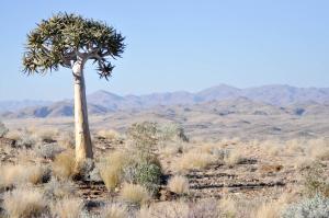 a palm tree in the middle of the desert at Namibs Valley Lodge in Gamsberg Pass