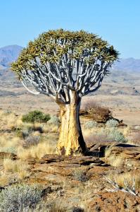 Namibs Valley Lodge في Gamsberg Pass: شجرة acacia في وسط الميدان