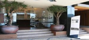 two potted trees in large pots on the stairs of a store at Hotel Dighton in Oliveira de Azemeis