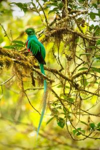 a green bird sitting on a tree branch at Cedrela Eco-Lodge & Restaurante in El Copey