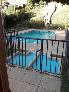 a swimming pool with a dog jumping into it at Departamento vista al mar in Valparaíso