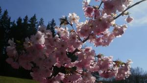 Imagen de la galería de Gästezimmer Im Haus Am Wald, en Freudenstadt