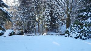 a snow covered yard with trees in the background at Gite de Papy TOUALY in Bussang