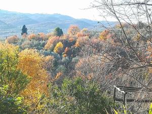 チヴィテッラ・イン・ヴァル・ディ・キアーナにあるvitaminaの秋の森の眺め