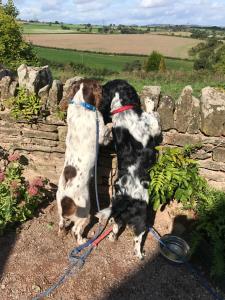 two dogs are sitting next to a stone wall at Thatch Close Cottages in Ross on Wye