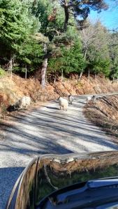 a group of sheep walking down a road with a car at La Grange de La Coste in Saint-Barthélemy-le-Meil +11 photos
