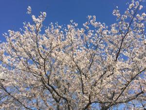 a tree covered in white flowers on a blue sky at kinugawaonsen Fukumatsu in Nikko