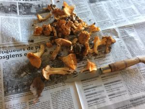 Gambar di galeri bagi Un gîte dans la vallée di Obersteinbach