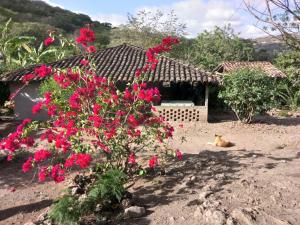 a dog laying in front of a house with pink flowers at La Ceibita Tours in Los Potrerillos