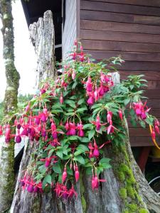 A garden outside Spring Garden