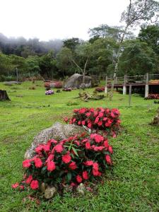 A garden outside Spring Garden