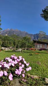 Pemandangan umum gunung atau pemandangan gunung yang diambil dari guest house