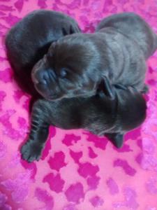 a small black puppy laying on a pink blanket at Casarao dos Reis in Caravela