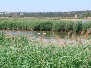 a group of birds standing in the water at Bayside Salgados in Albufeira