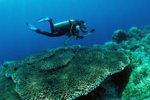 Huéspedes de Murex Dive Resort