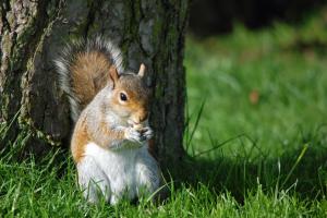 Animale la sau în apropiere de acest apartament