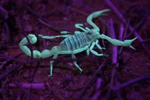 a scorpion is standing on the ground at Yvonne Hostel Sde Boker in Midreshet Ben Gurion