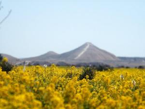 a field of yellow flowers with a mountain in the background at Yvonne Hostel Sde Boker in Midreshet Ben Gurion