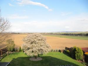 a tree in the middle of a field at Fewo am Ith in Salzhemmendorf
