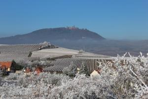una vista de un viñedo con una colina en el fondo en Gite coté jardin FAHRER ACKERMANN, en Rorschwihr 2 fotos más