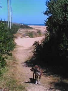un perro parado en un camino de tierra cerca del océano en La Casita del Puente, en La Pedrera