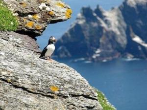 ein Vogel, der auf einem felsigen Berg sitzt in der Unterkunft Earlscourt in Glenbeigh