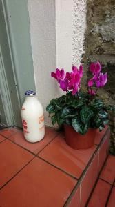 a vase and a potted plant sitting next to a wall at The Haven Cottage in Slamannan