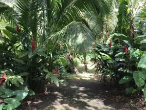 Vườn quanh Martinique Treehouse