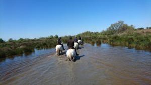 Horseback riding at a panziókat or nearby