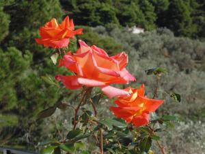 Fotografia z galérie ubytovania Skiathos Diamond v destinácii Kolios