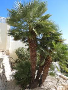 ein paar Palmen nebeneinander sitzen in der Unterkunft Casa Andamar in Benissa