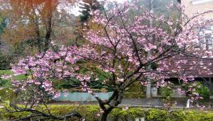 a tree with pink flowers on it in a yard at House of San Sia Ah Kuei in Sanxia