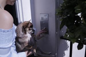 Mascotas con sus dueños en B&B Belgravia
