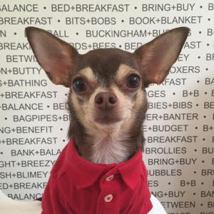 Mascotas con sus dueños en B&B Belgravia