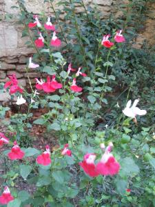 Jardín al aire libre en Le Petit DoMeynes