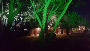 a tree with green lights in front of a house at Piracuacito in Paso de la Patria