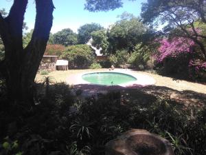 a small swimming pool in a garden with a tree at Limerick cottages in Bulawayo