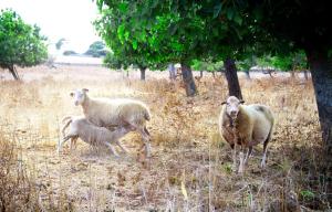 un grupo de ovejas de pie en un campo en Agroturismo Can Pere Rei, en Son Serra de Marina