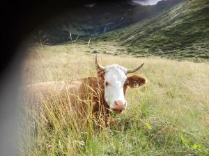 Zdjęcie z galerii obiektu Moisesgut w mieście Bad Hofgastein