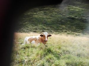 Zdjęcie z galerii obiektu Moisesgut w mieście Bad Hofgastein