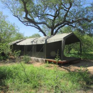 a tent in a field under a tree at Mzsingitana Tented Camp in Hoedspruit