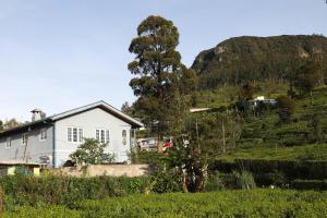 une maison sur une colline avec un arbre dans un champ dans l'établissement Pedro View Homestay, à Nuwara Eliya